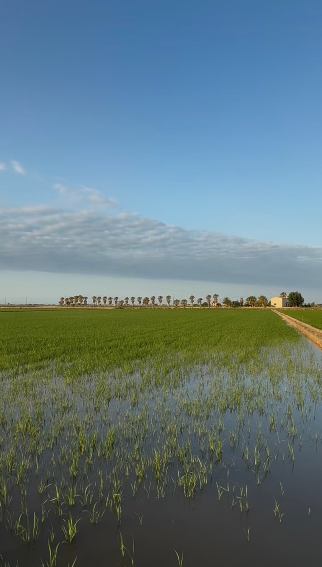 Flooded rice paddies with palm trees on the horizon